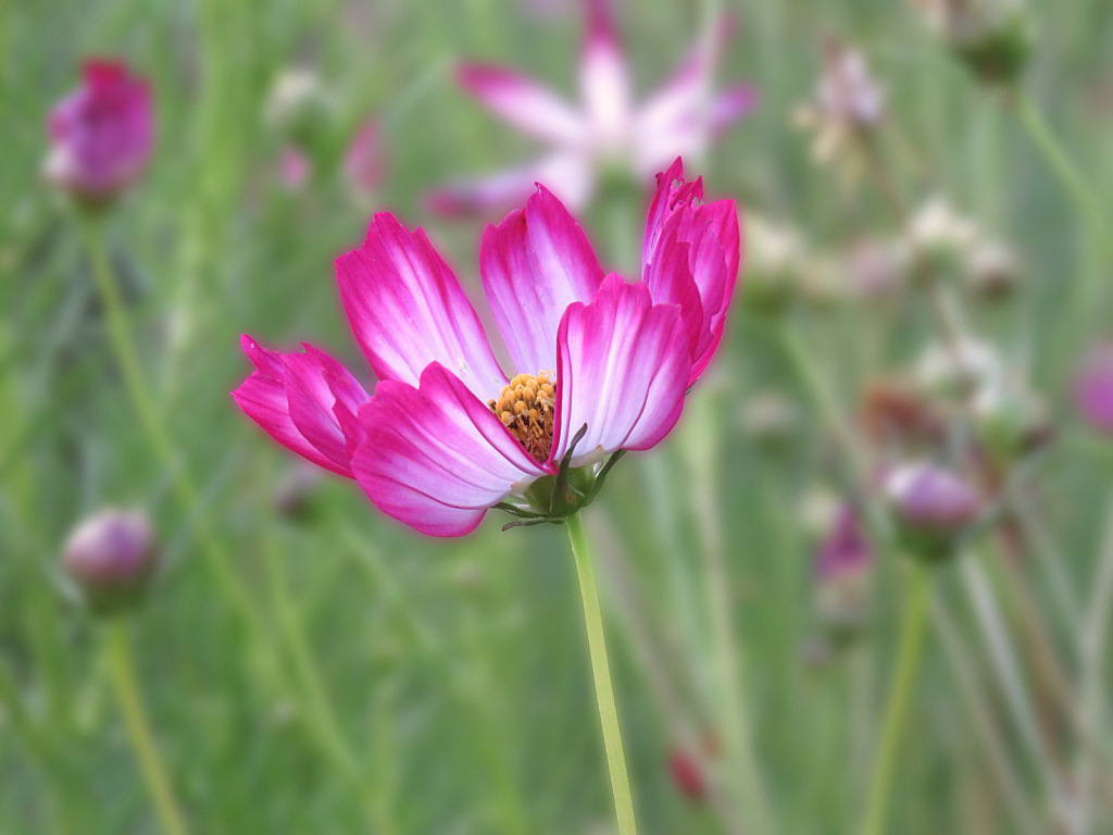 Garden Variety
