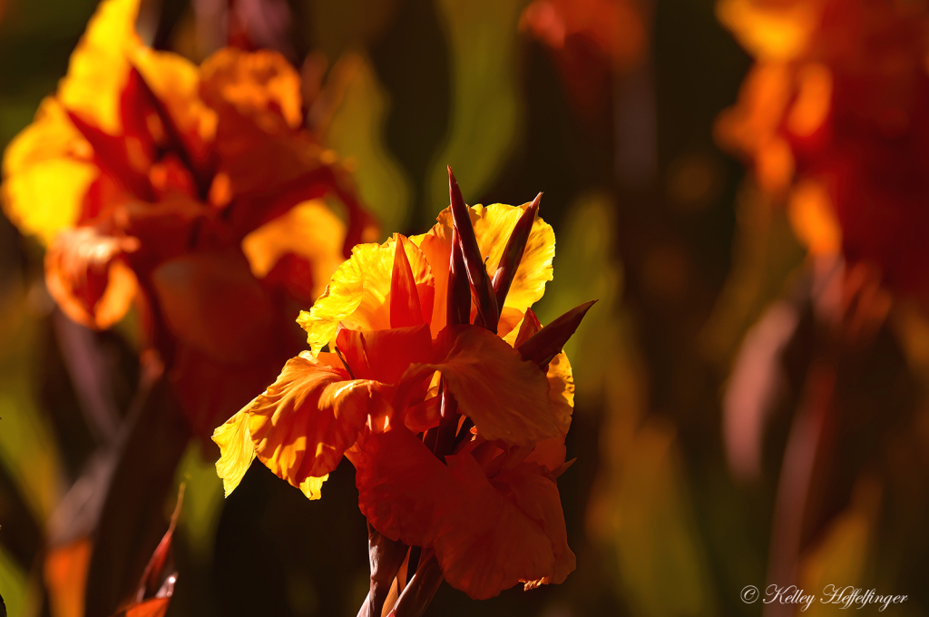 Orange Glow in the Garden