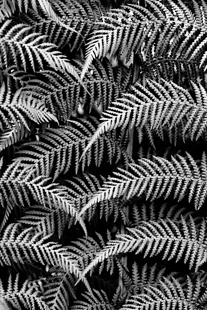 Fern
