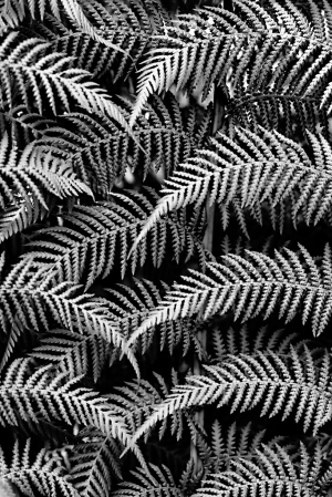 Fern