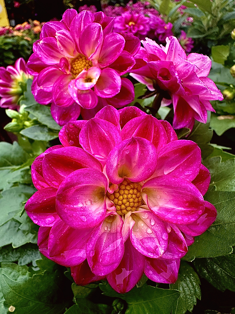Dahlia pinnata In pink - ID: 16117124 © Elizabeth A. Marker