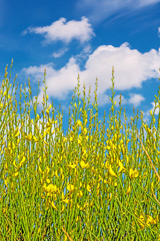 Bulrush in blossom.