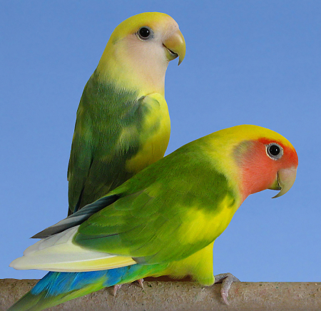 Love Birds