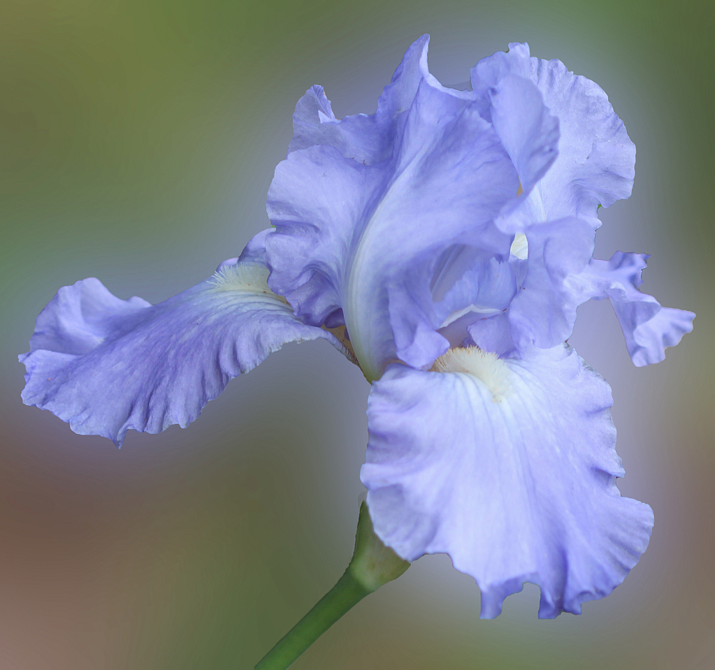 The Beautiful Blues
