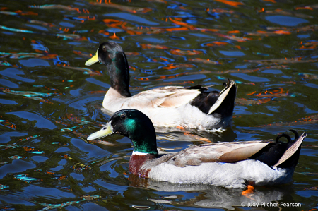 out for an afternoon swim......