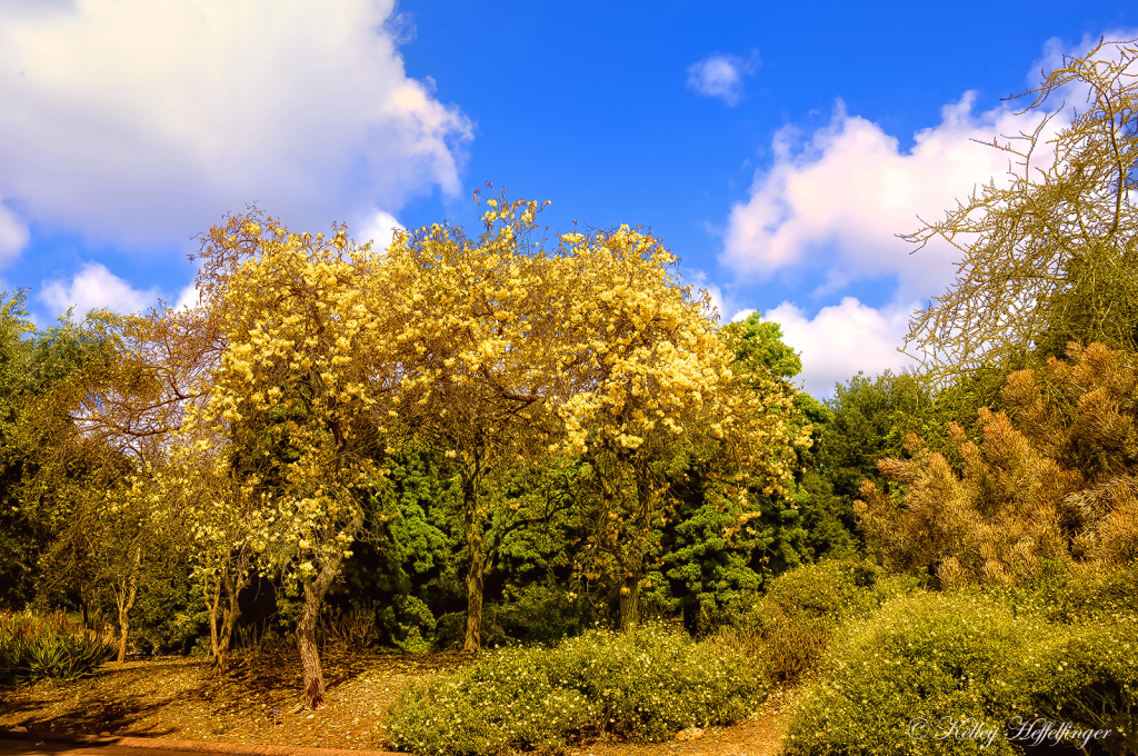 The Glory of Spring