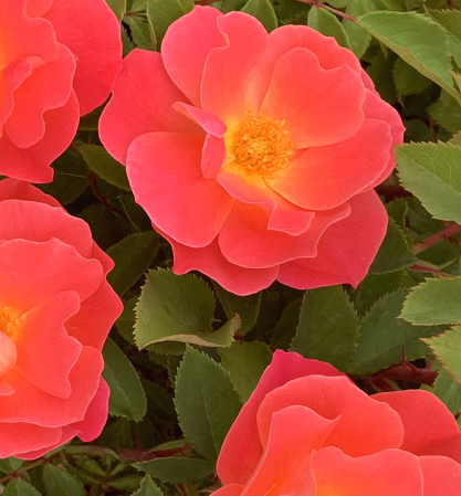 4 roses