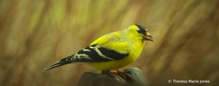 Eating a Seed