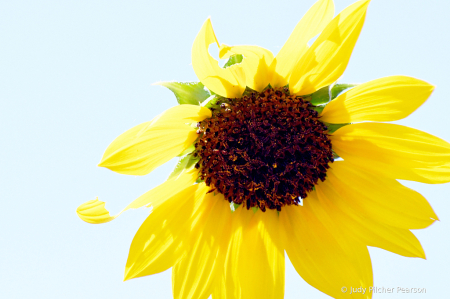 the sassy sunflower....