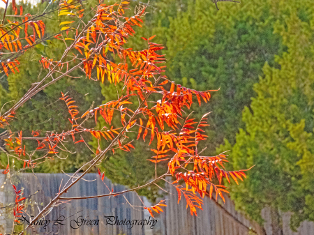 Fall Color