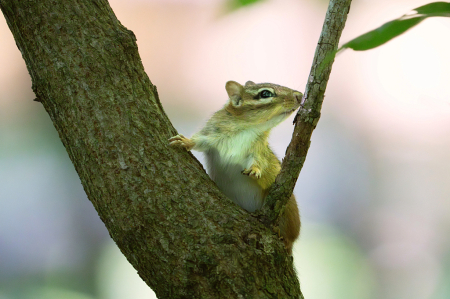 Chipmunk in the Tree
