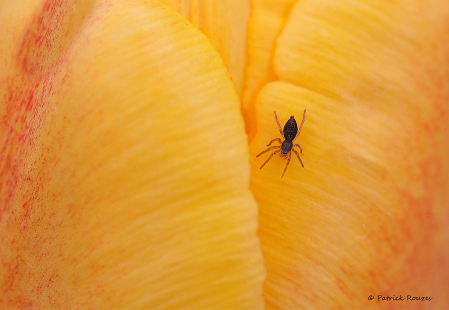 Sac Spider on Tulip