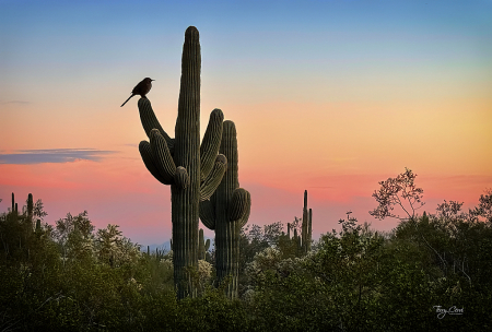 Evening Comes to Usery Mountain