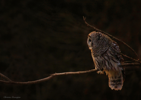 Owl in Moonlight