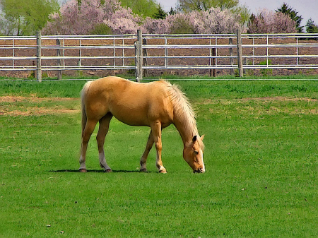 Grazing