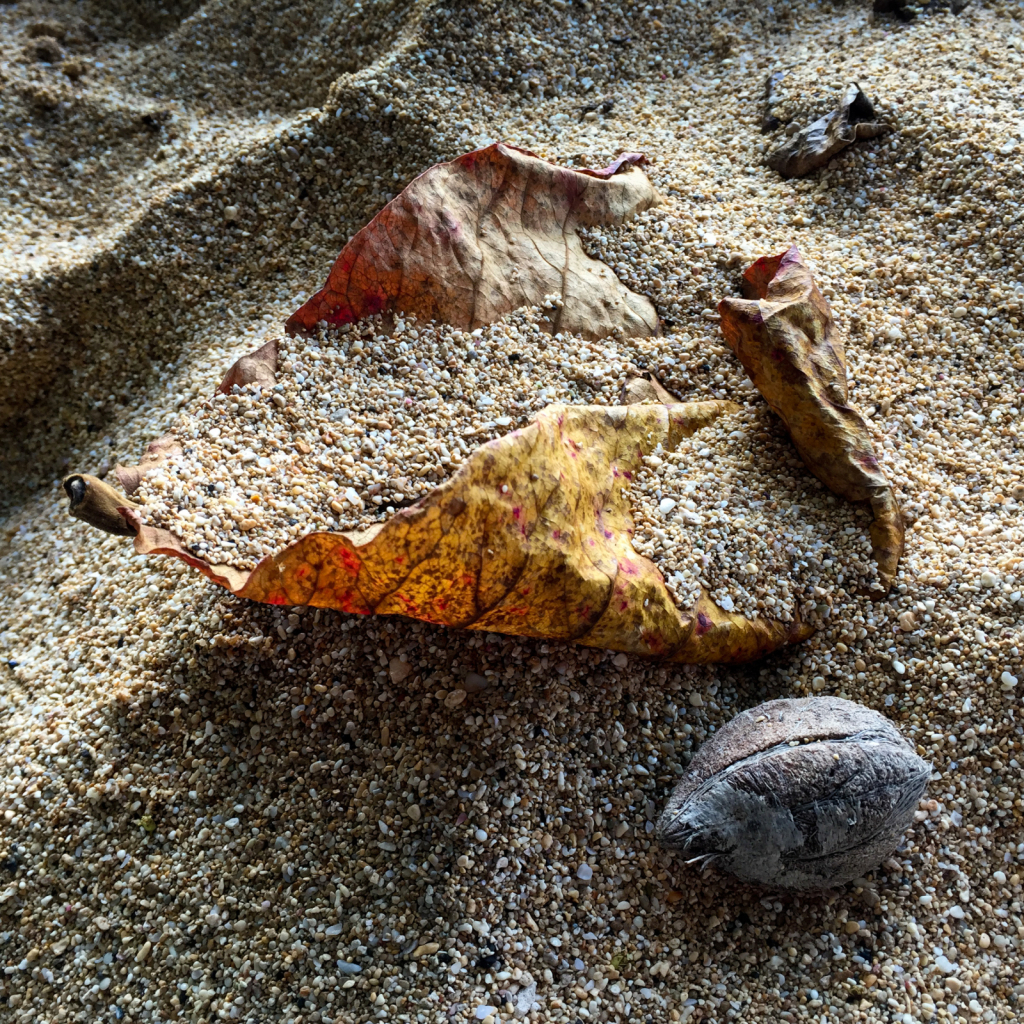 Beach Treasures