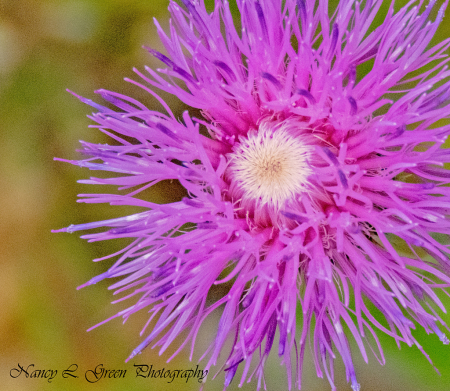 Weeds Can Be Beautiful