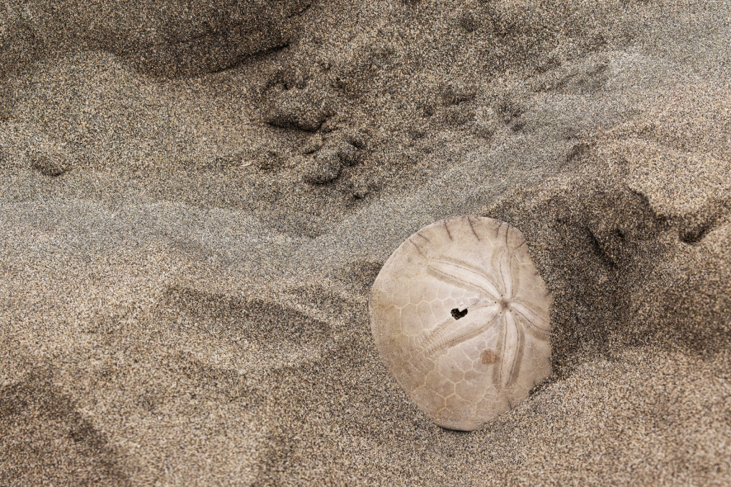 Loving Sand Dollar