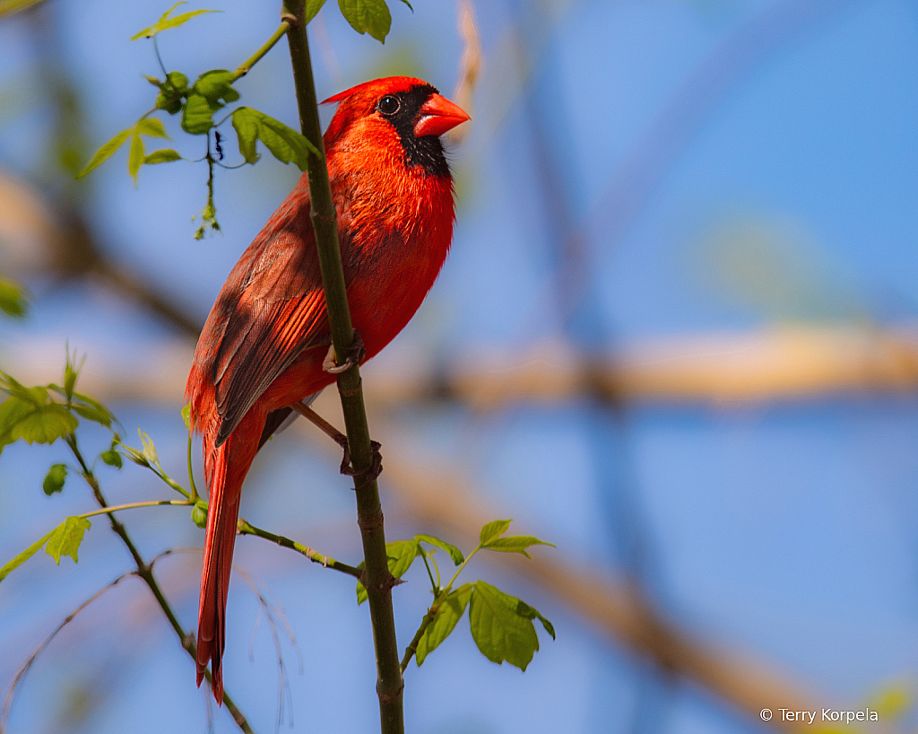 Northern Cardinal (Male)