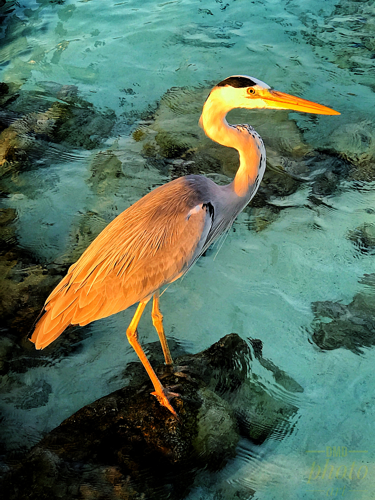 ~ ~ HERON BY THE BEACH ~ ~ 