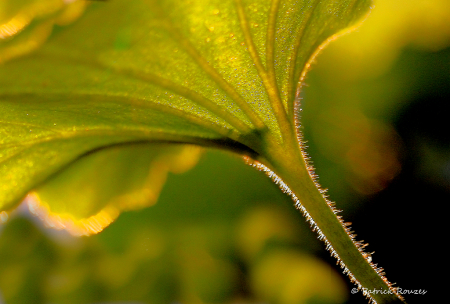Geranium Greens