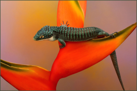Mexican Alligator Lizard