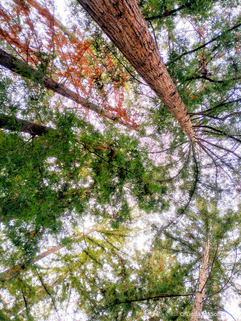 An Unusual POV