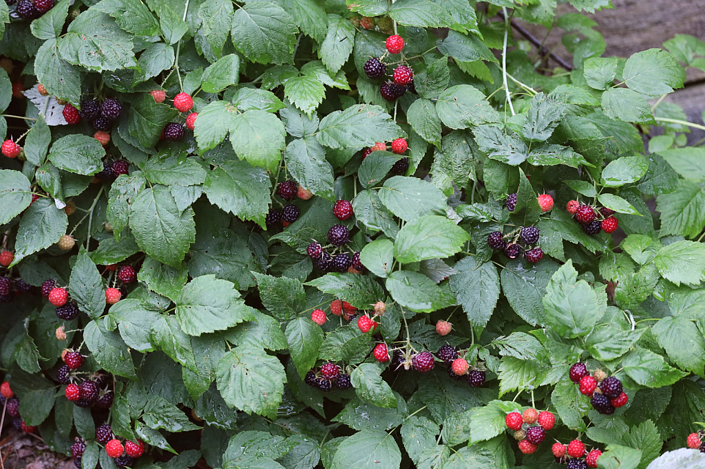 Wild Ripening