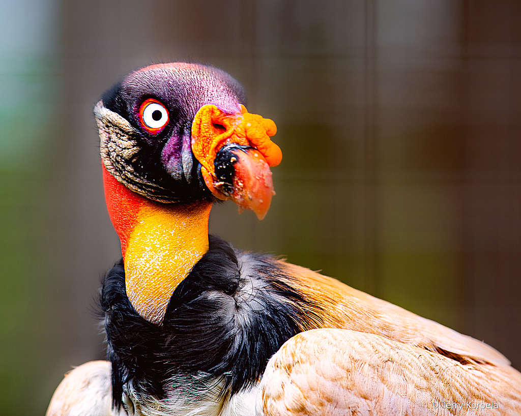 King Vulture