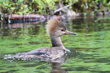Hooded Merganser~female