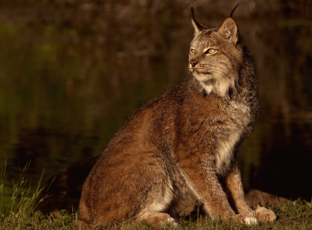 Lynx