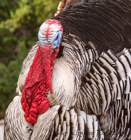 Tom Turkey