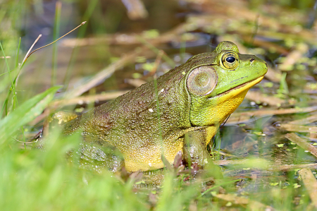 Green Frog 2