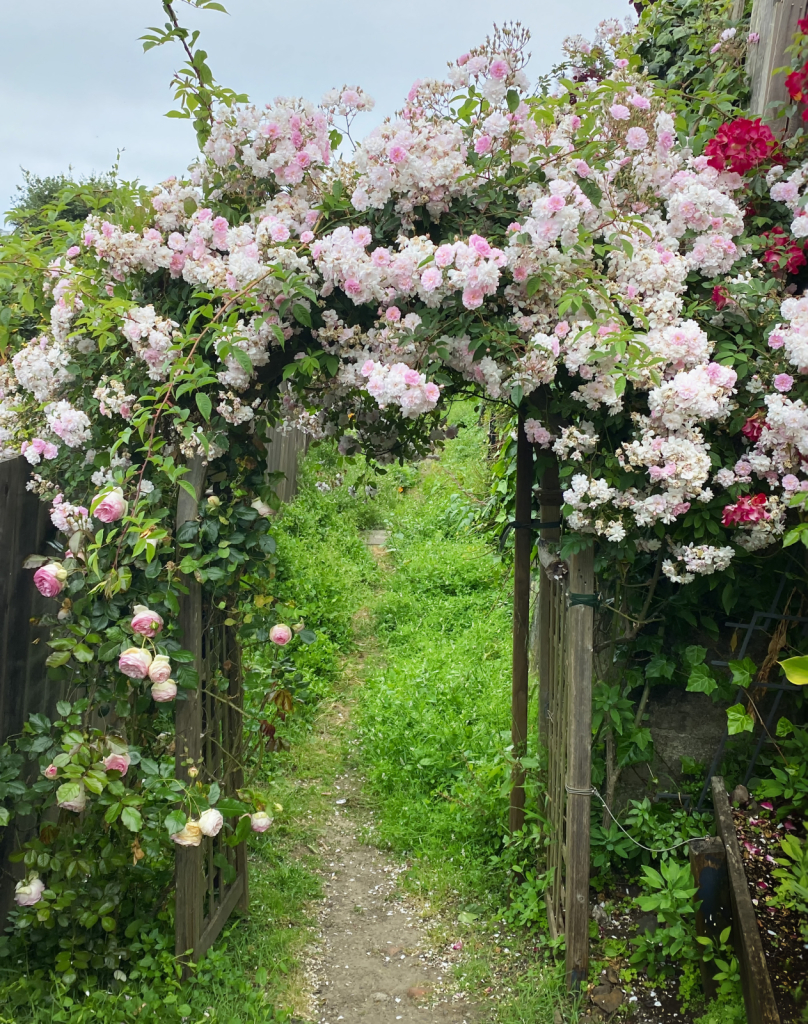 Arbor
