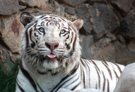 Cats.. the tongue-out syndrome