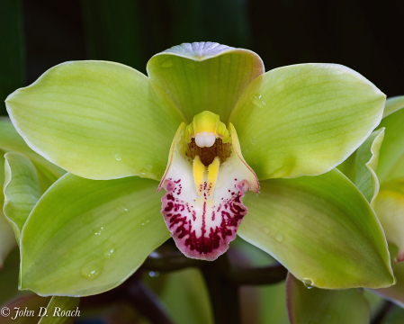 The Green Orchid