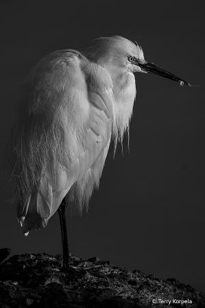 Snowy Egret B&W