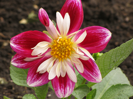 Dahlia