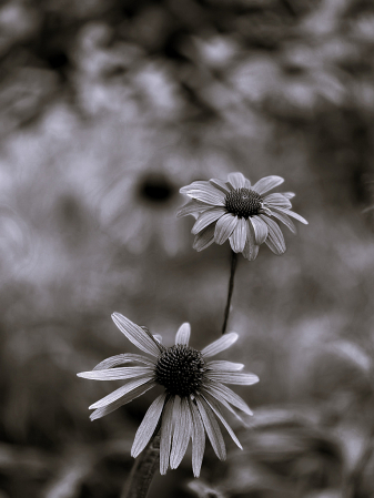 Cornflowers