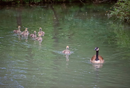 Out for a swim!