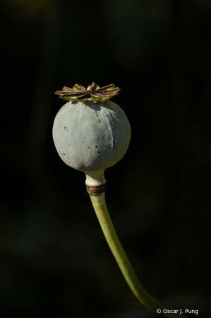 Waxing Gibbous Seed Pod