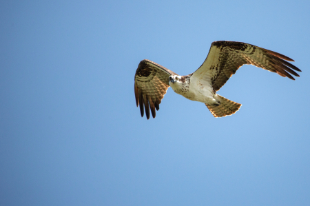 Fly By