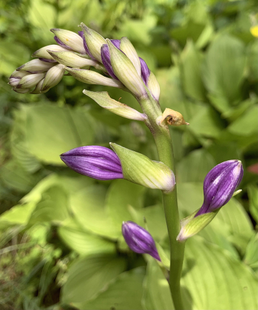 Hosta buds