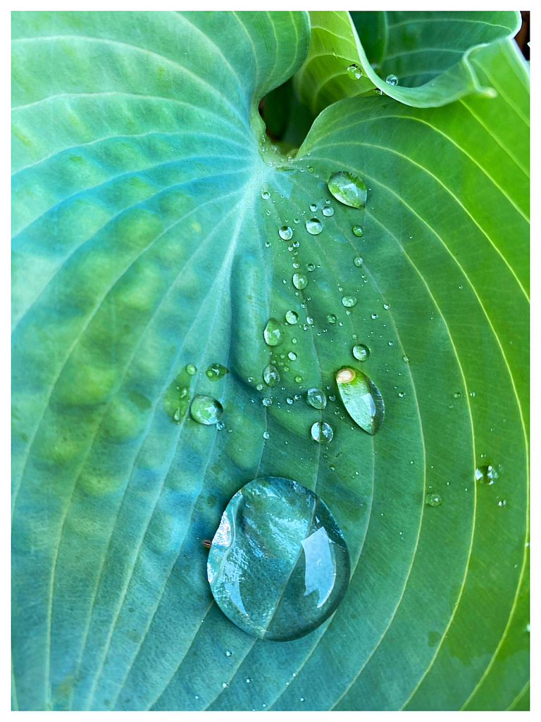 Rain Catcher 
