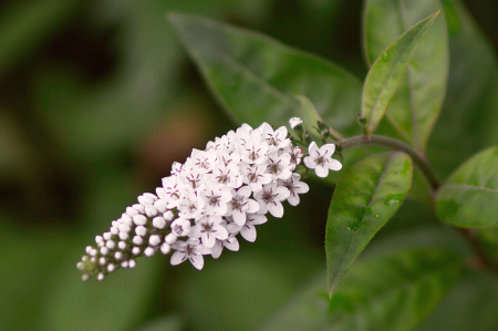 Gooseneck Loosestrife