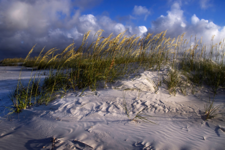 Sea Oats in Afternoon Light