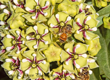 Bee Good