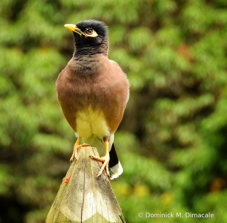 ~ ~ PERCHED ~ ~ 