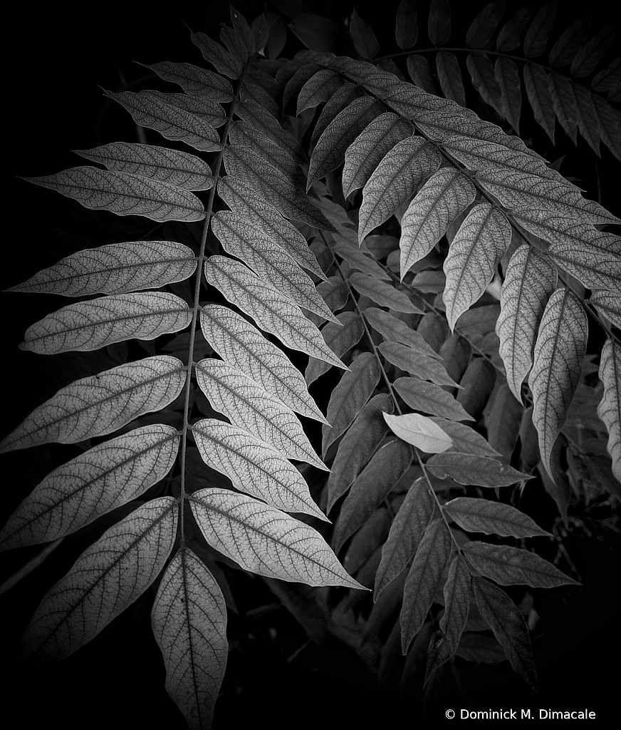 ~ ~ THE FALLEN LEAF ~ ~ 