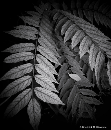 ~ ~ THE FALLEN LEAF ~ ~ 